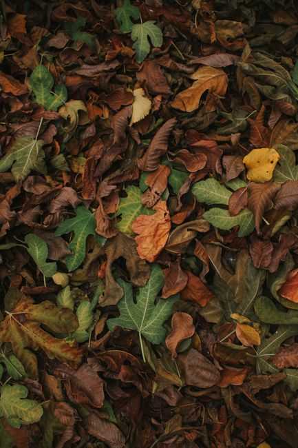 A dense spread of vibrant green leaves with rounded edges and prominent veins, covering the surface of a plant or ground cover in natural daylight. The leaves vary slightly in size, creating a texture